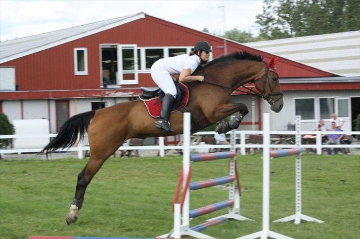 Dansk Varmblod Cias Moonlight - Vores første LA*
Foto: Mia Grønning billede 8