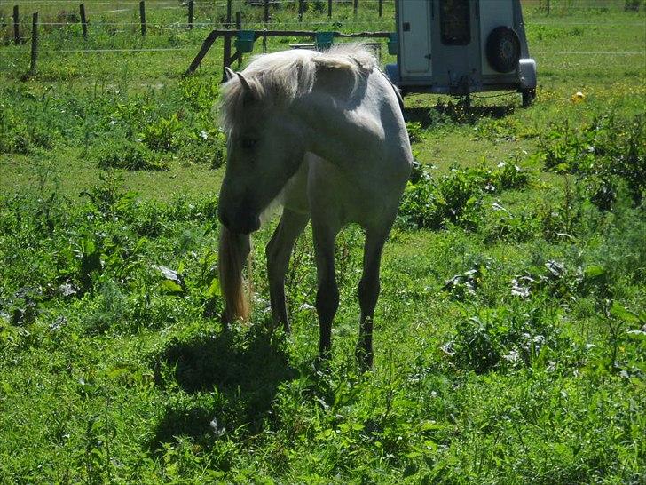 Islænder Nanna fra Hovborg billede 3
