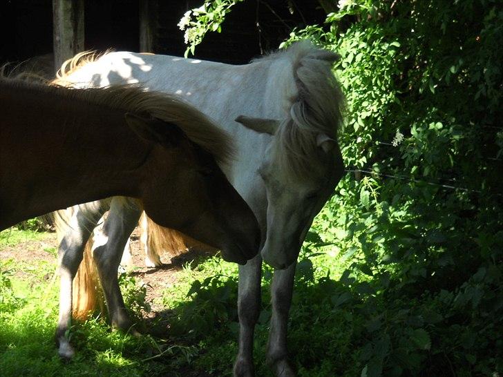 Islænder Nanna fra Hovborg billede 7