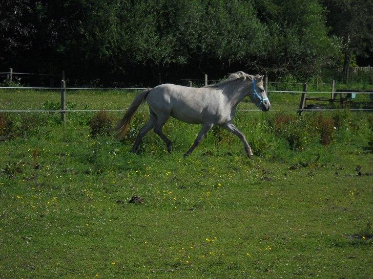 Islænder Nanna fra Hovborg - Hun har bare en sindsyg trav! :D billede 8
