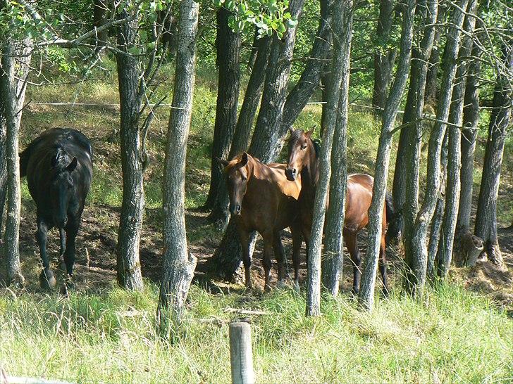 Palomino Yaspisgårds Enigma billede 17