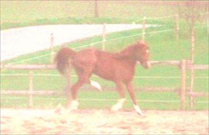 Arabisk fuldblod (OX) Cado`s Miss Sidonia ox - Ta den.. billede 18