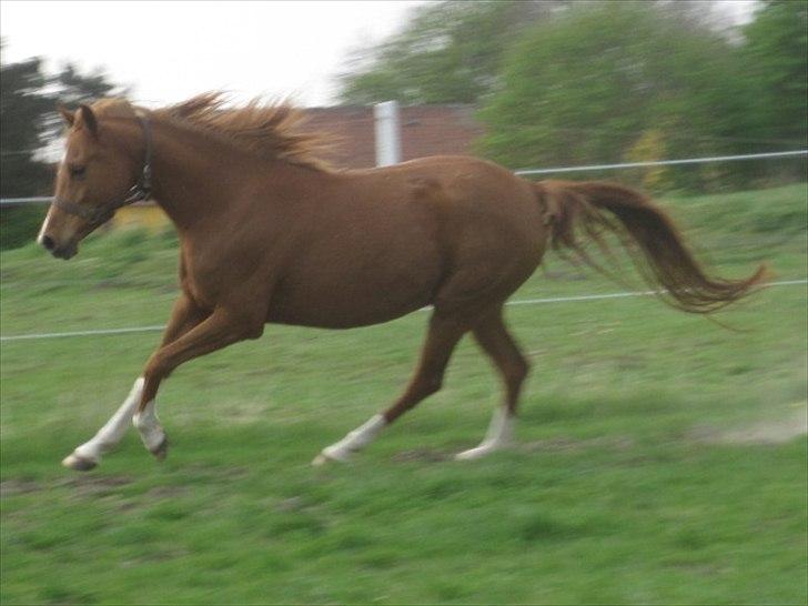 Arabisk fuldblod (OX) Cado`s Miss Sidonia ox - weee vi gir gas rundt i svingene.. billede 19