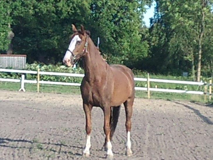 Hollandsk Varmblod WERONICA - lige da hun var kommet hjem til mig.  billede 3