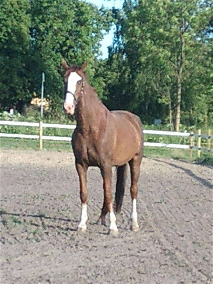 Hollandsk Varmblod WERONICA -  en smuk  rød hoppe ! billede 4