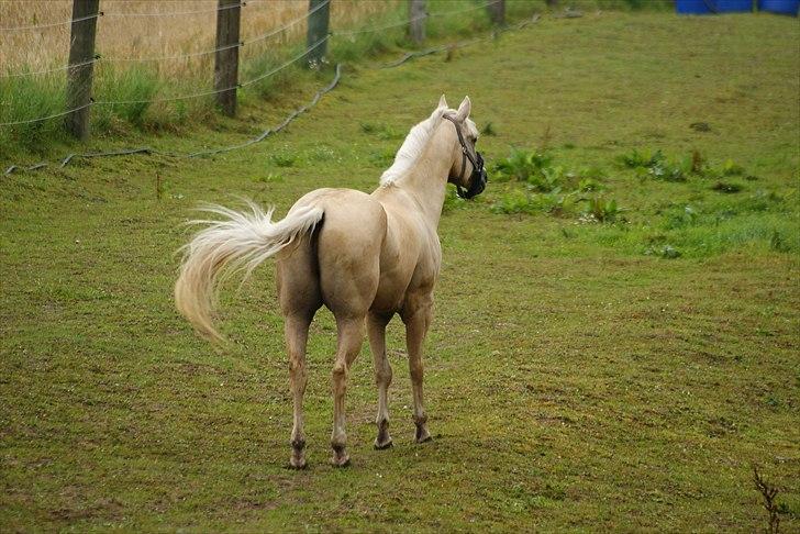 Quarter : RF Frank Olena | ~ Min Klumpe Dumpe ~ - August 2010 - Få dage efter jeg havde købt Pallas og hentet ham.. billede 10