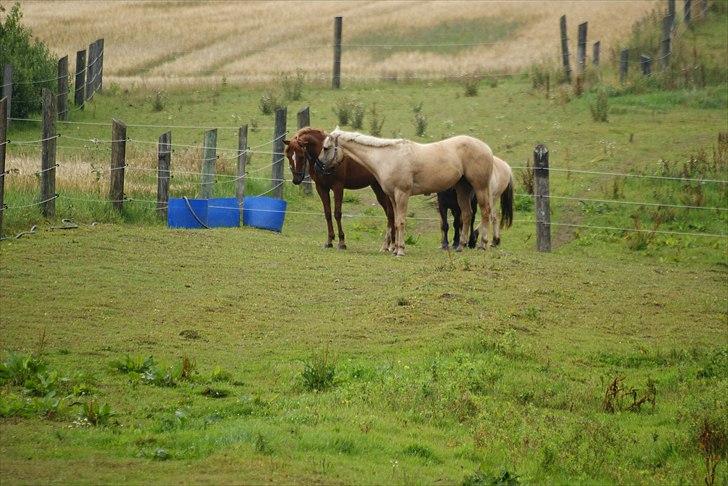 Quarter : RF Frank Olena | ~ Min Klumpe Dumpe ~ - August 2010 - Få dage efter jeg havde købt Pallas og hentet ham.. billede 11