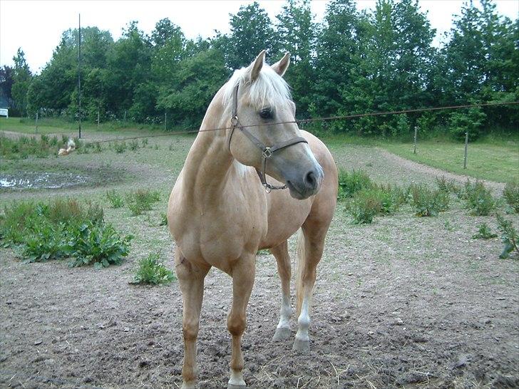 Quarter : RF Frank Olena | ~ Min Klumpe Dumpe ~ - Juni 2011 billede 12