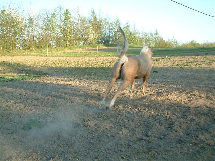 Quarter : RF Frank Olena | ~ Min Klumpe Dumpe ~ billede 13