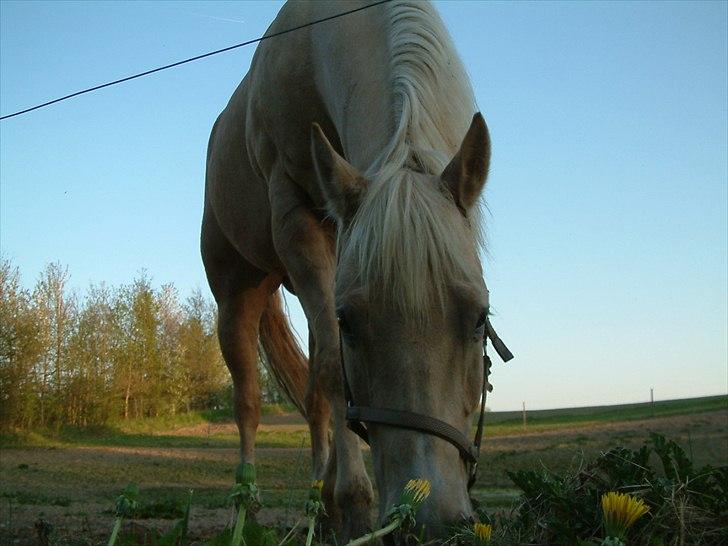 Quarter : RF Frank Olena | ~ Min Klumpe Dumpe ~ billede 5