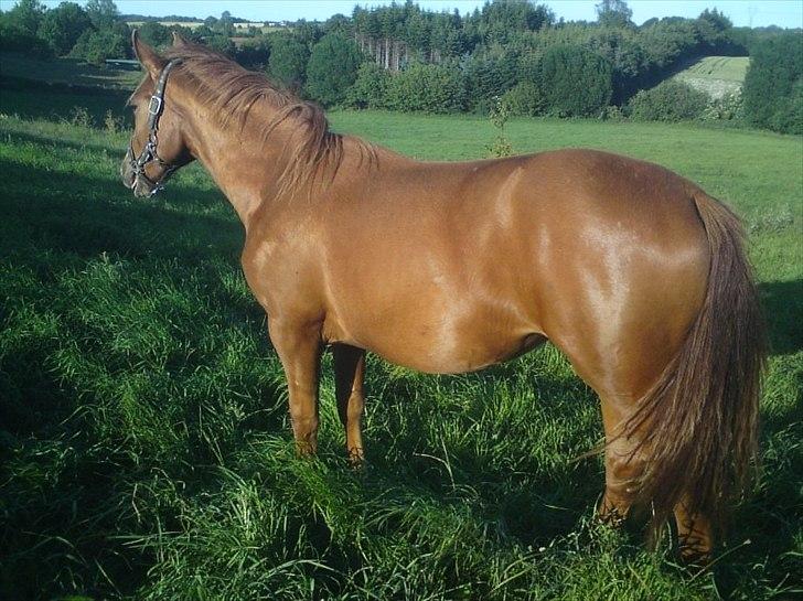 Dansk Varmblod Schou's Lucca billede 15