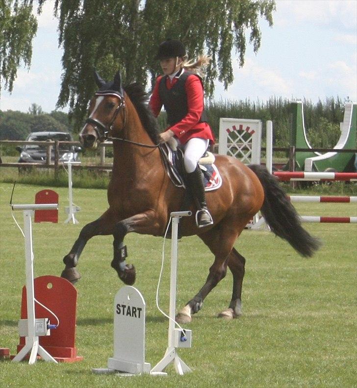 Zangersheide Elco Du Buisson Z billede 9