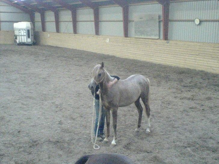 Arabisk fuldblod (OX) : Tamir Ibn Mirokan | ~ Min Drengerøv ~ - Juli 2008
Kort tid efter jeg havde købt Tamir <3 billede 20