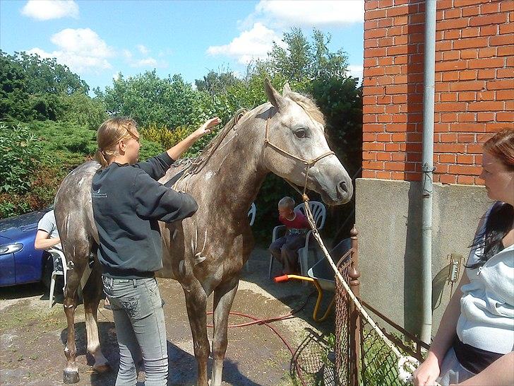 Arabisk fuldblod (OX) : Tamir Ibn Mirokan | ~ Min Drengerøv ~ - Tamir i bad. - Juli 2010 billede 17