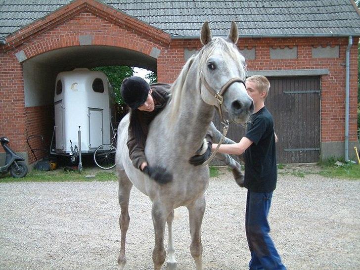 Arabisk fuldblod (OX) : Tamir Ibn Mirokan | ~ Min Drengerøv ~ - Juni 2011 - Første gang jeg var oppe og ligge på Tamir... - Han var bare overraskende dygtig! <3 billede 19
