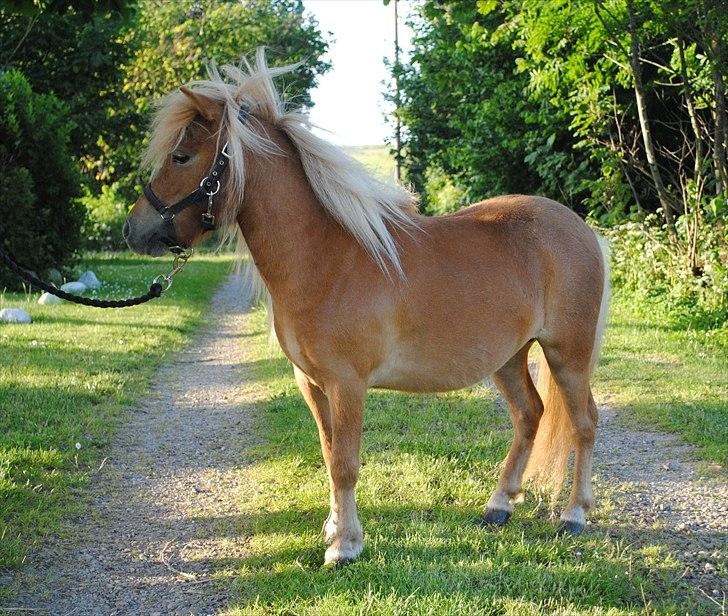 Shetlænder Ponygaardens Little April - Prille (NYT) billede 4