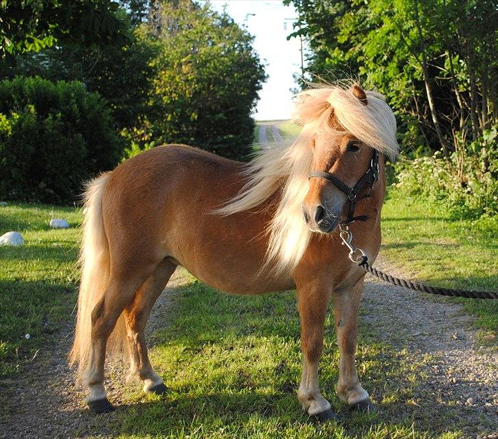 Shetlænder Ponygaardens Little April - Velkommen til Ponygaardens Little April´s profil (NYT) billede 1