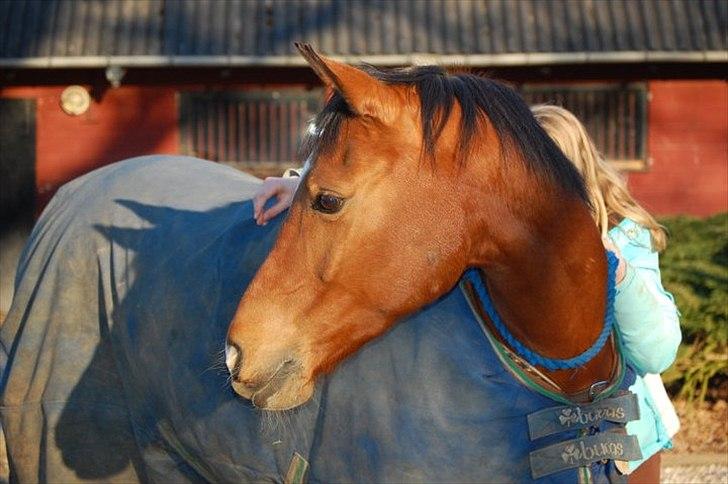 Arabisk fuldblod (OX) Markus OX *SOLGT* Soulmate - Hyggestund med Markus og Nuller. billede 13