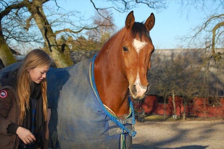 Arabisk fuldblod (OX) Markus OX *SOLGT* Soulmate - Skønne Bassedreng.
Forår 2011 billede 11