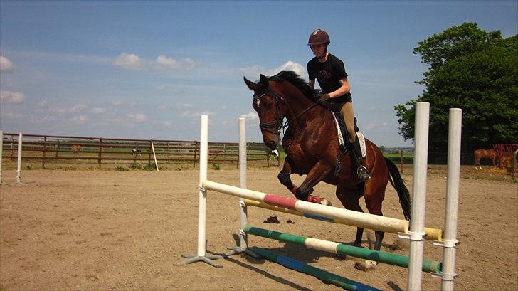 Hollandsk Varmblod Vegas - En lille okser på 110cm. :) billede 15