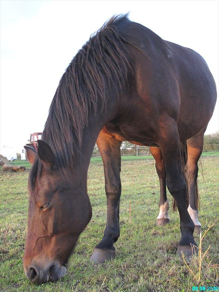 Oldenborg Tofteløkkens Gina billede 18