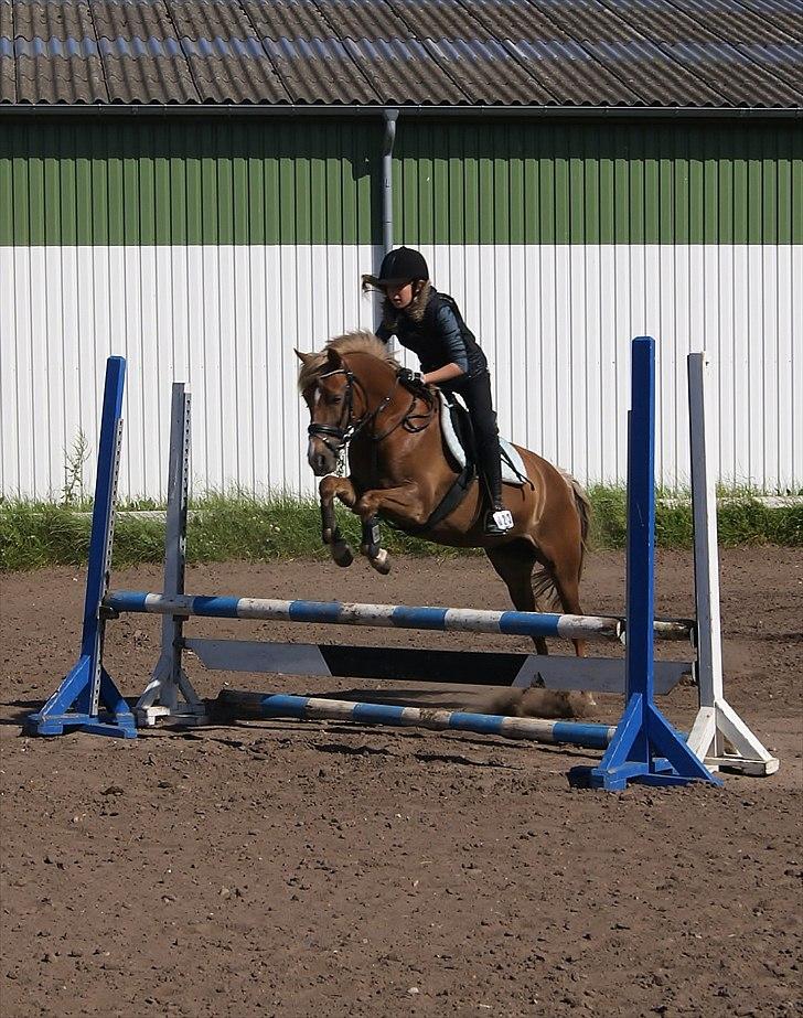 Anden særlig race Kira - 2x klubmester (solgt) billede 16