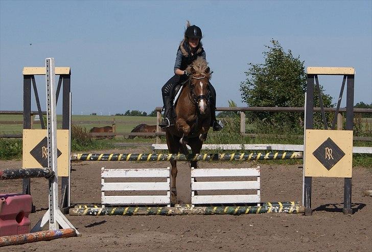 Anden særlig race Kira - 2x klubmester (solgt) billede 17