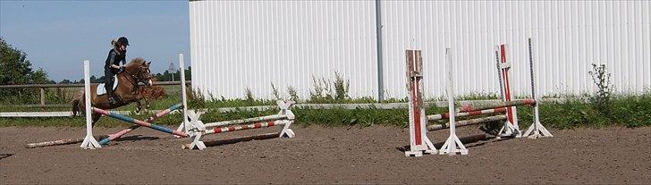 Anden særlig race Kira - 2x klubmester (solgt) billede 18