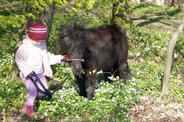 Shetlænder Calle billede 3