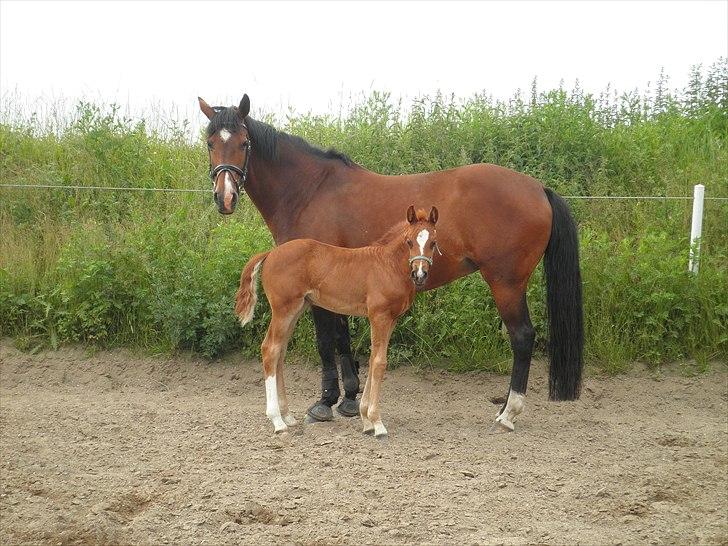 Dansk Varmblod Don-Vicardia billede 8