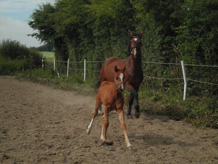 Dansk Varmblod Don-Vicardia billede 9