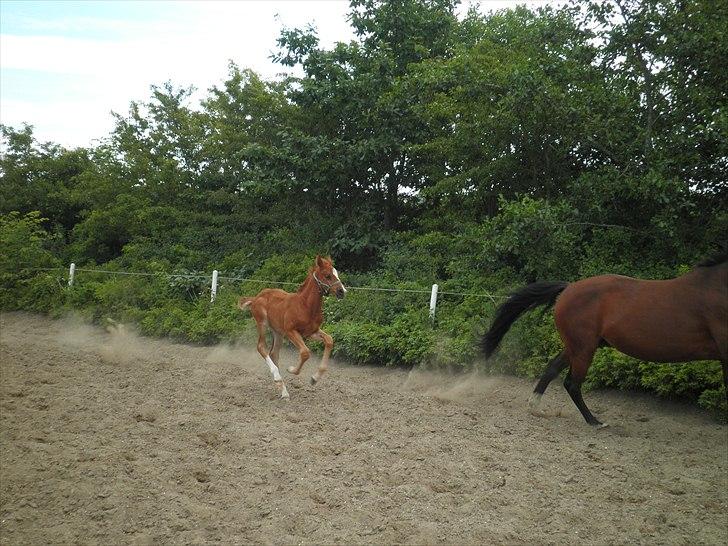 Dansk Varmblod Don-Vicardia billede 10