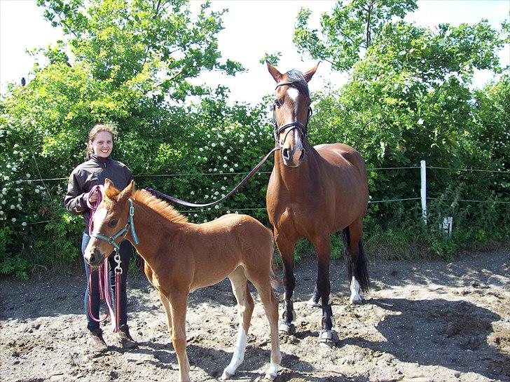 Dansk Varmblod Don-Vicardia billede 11