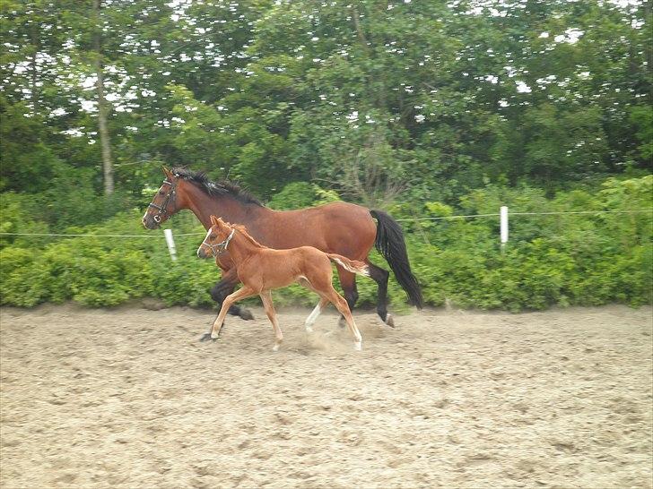 Dansk Varmblod Don-Vicardia billede 12