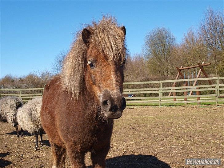 Shetlænder Birkegårdens Feline - Mine søde passer pony står på fold hele året rundt hun nyder det frie liv! Foto: Chirstine (Ridelære) billede 4