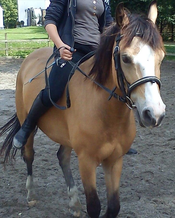 Welsh Partbred (Sec F) tivall <3 *gl. part* - uden sadel :D foto: helene billede 14