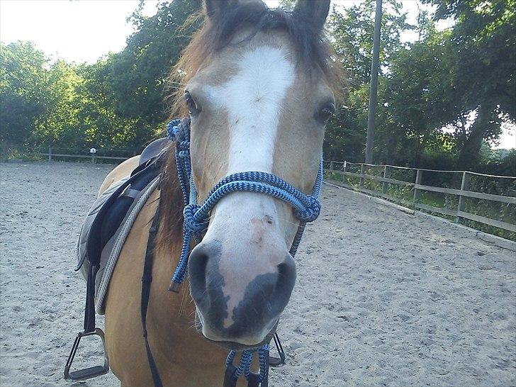 Welsh Partbred (Sec F) tivall <3 *gl. part* - nutted i rebgrime foto: mig billede 15