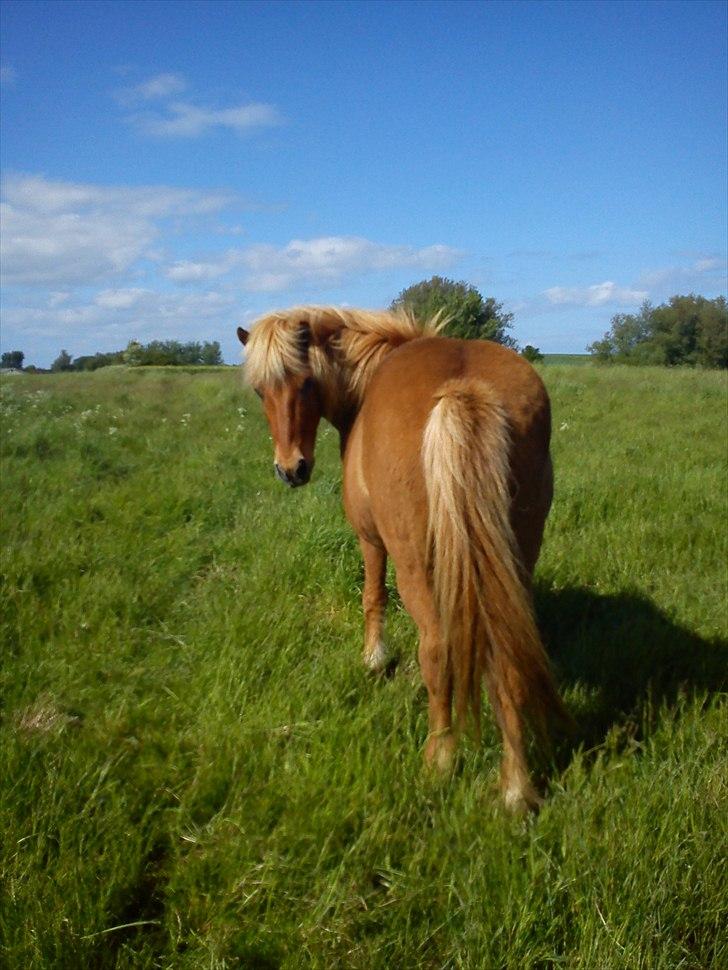 Islænder Eldur - ¤ delle ¤ - 9¤Eldur som der er ude og vise enden i sommervejr i 2011:D:D:D:D:D:D:D:D:D:D:D
Foto: Emilie.. billede 7