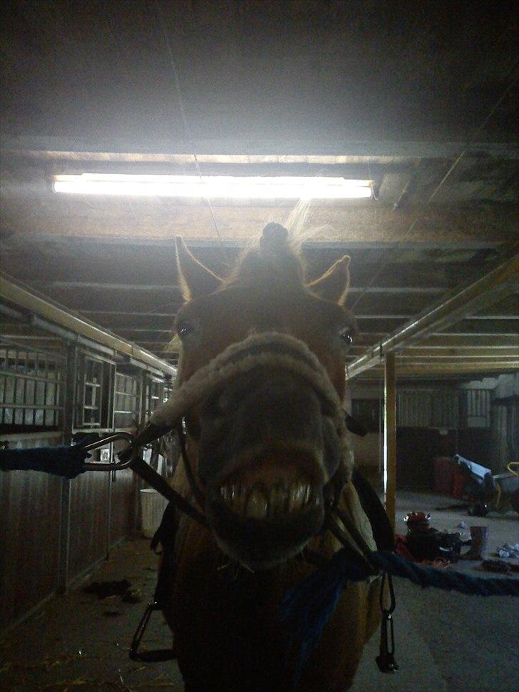 Islænder Eldur - ¤ delle ¤ - 10¤Til Samsømester skabet, liiige inden vi skulle sadle op, Eldur synes han skulle vise han tænder:D Foto: Emilie.. billede 8