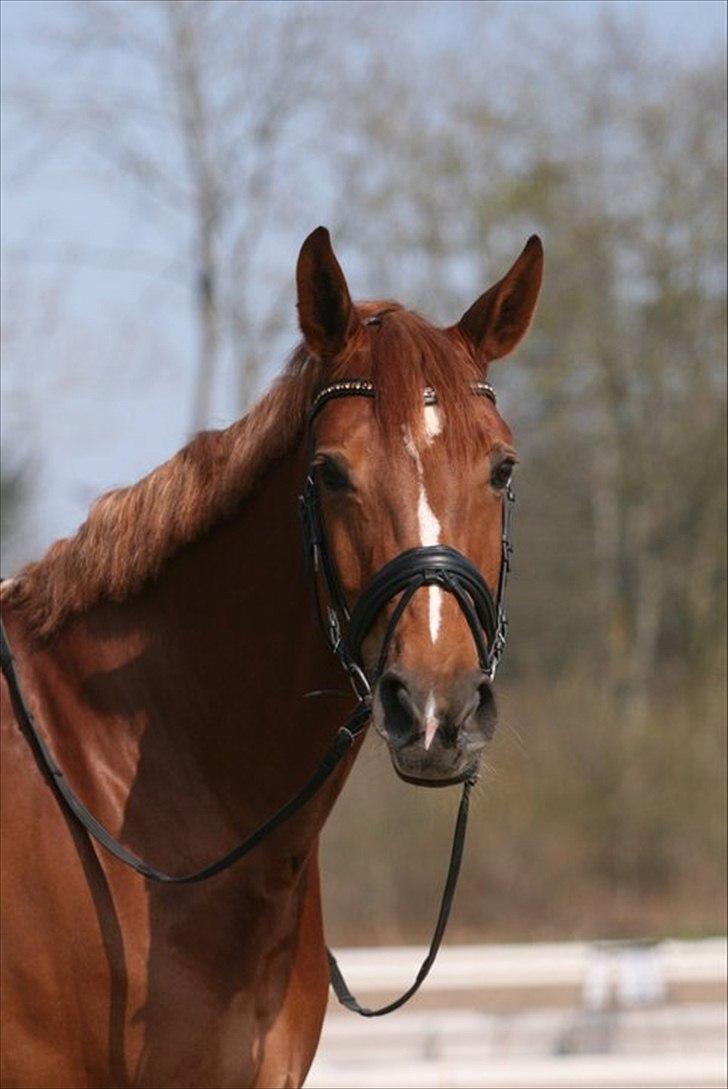 Dansk Varmblod Skikkilds Welthene *RDS og B-hest* - Første udendørstræning 2011. Foto: Michael Robsøe billede 12