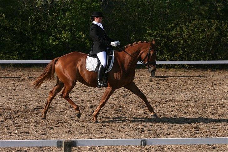 Dansk Varmblod Skikkilds Welthene *RDS og B-hest* - Første MB1 i Hjørring. Foto: Michael Robsøe billede 15