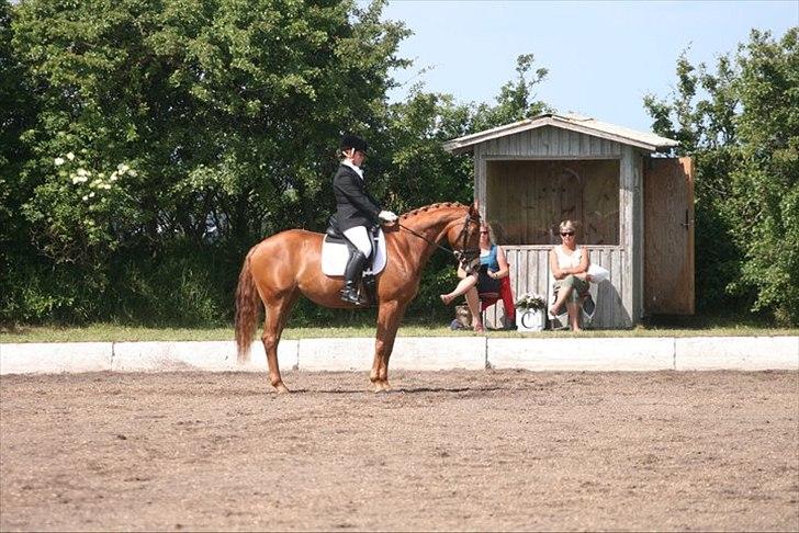 Dansk Varmblod Skikkilds Welthene *RDS og B-hest* - LA6 i Løgstør 2011. Foto: Michael Robsøe billede 17