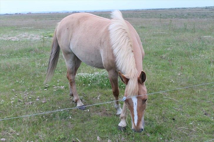 Anden særlig race Aslan  (tidl hest) billede 11