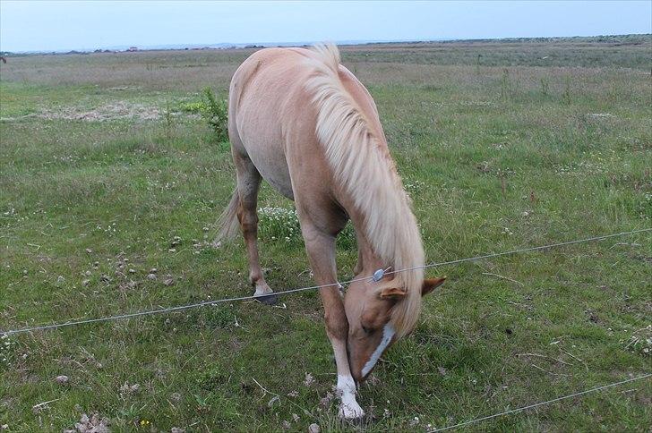 Anden særlig race Aslan  (tidl hest) billede 12