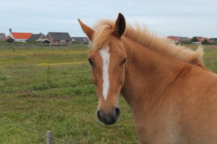 Anden særlig race Aslan  (tidl hest) billede 14