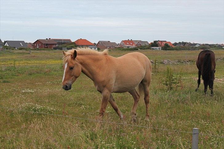 Anden særlig race Aslan  (tidl hest) billede 17