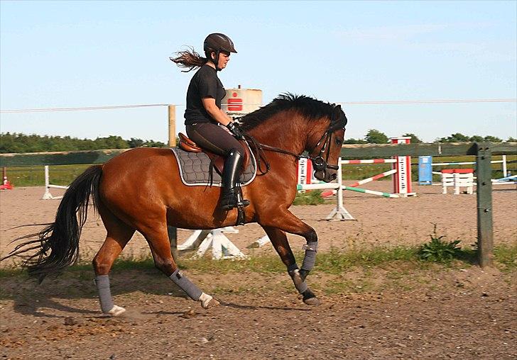 New Forest Bøgelys Julius - 28. juni 2011 (4 års) Her bliver han redet for 2. gang siden februar - Skøøn pony! billede 1