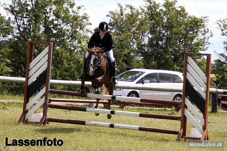 Welsh Pony (sec B) Welsh Glories van Mikkel billede 20