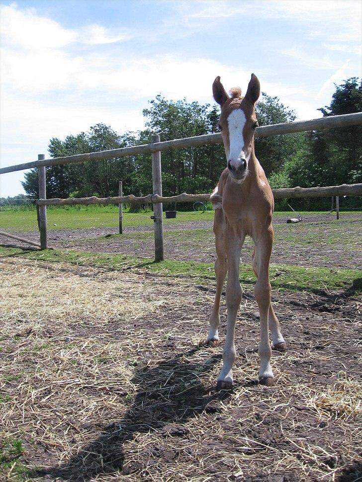 Anden særlig race Rosenkildes deeba billede 9