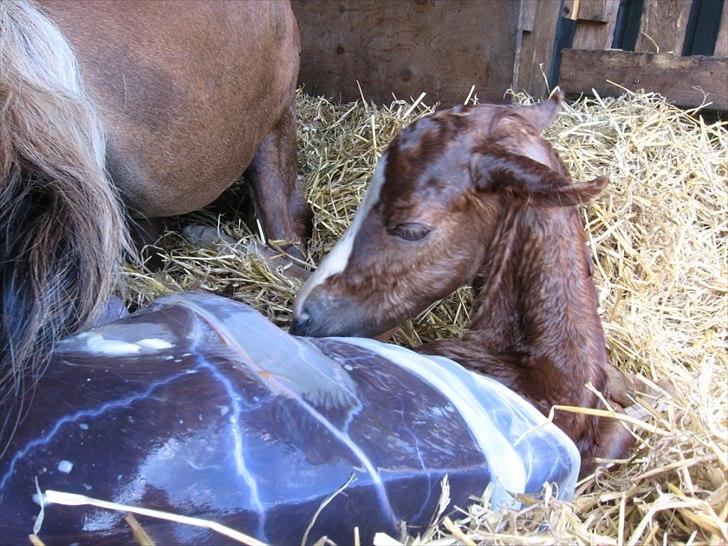 Anden særlig race Rosenkildes deeba billede 10
